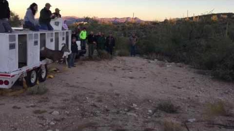 Watch Bighorns bound into Catalina Mountains